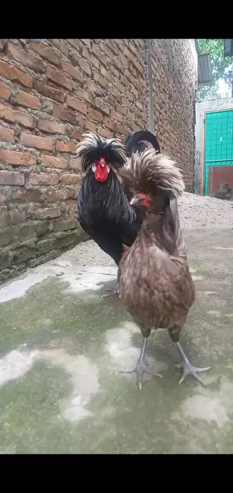 Ayam Poland sepasang