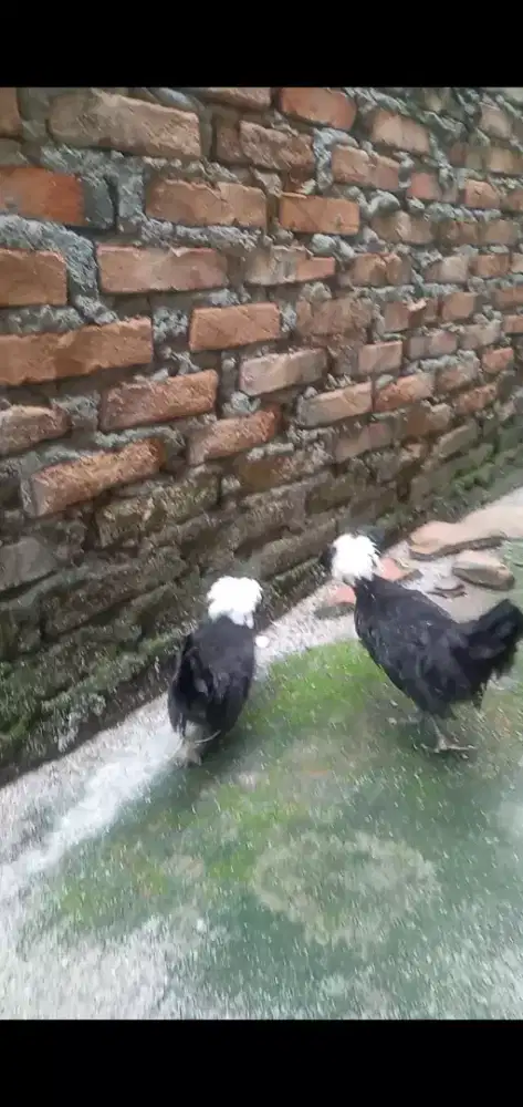 Ayam Poland white crested