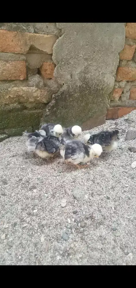 Ayam Poland white crested