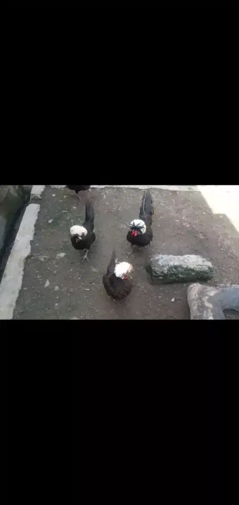Ayam Poland white crested