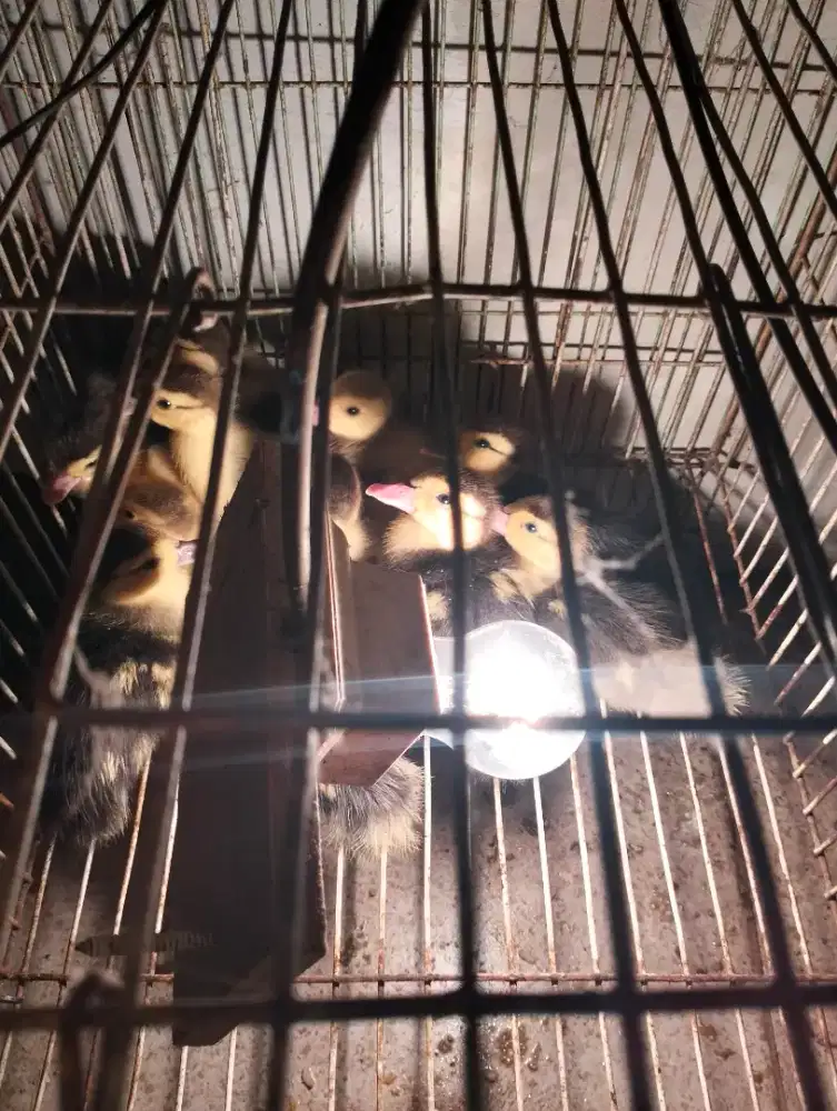 Anak entok umur 15 hari