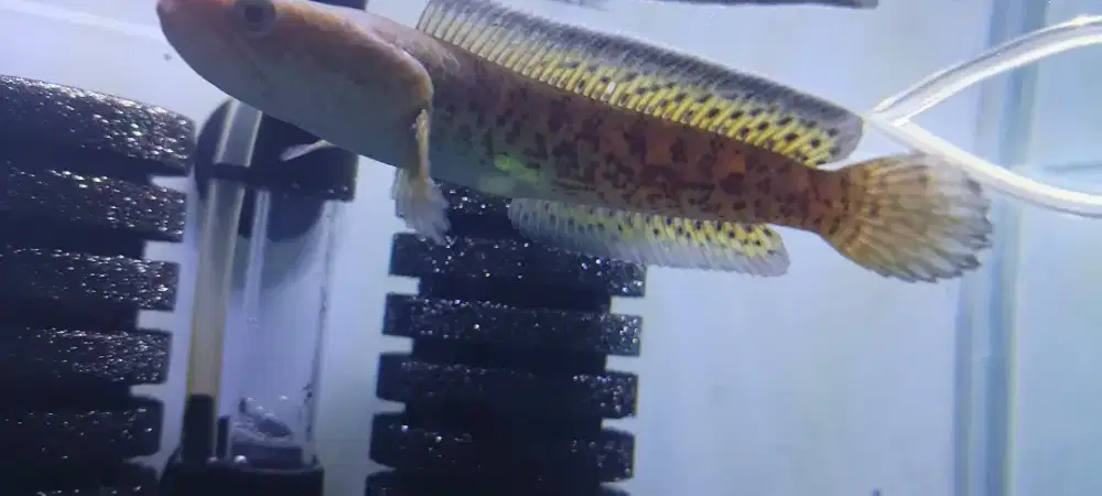 Ikan Chana auranti