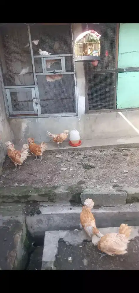 Ayam Poland chamois
