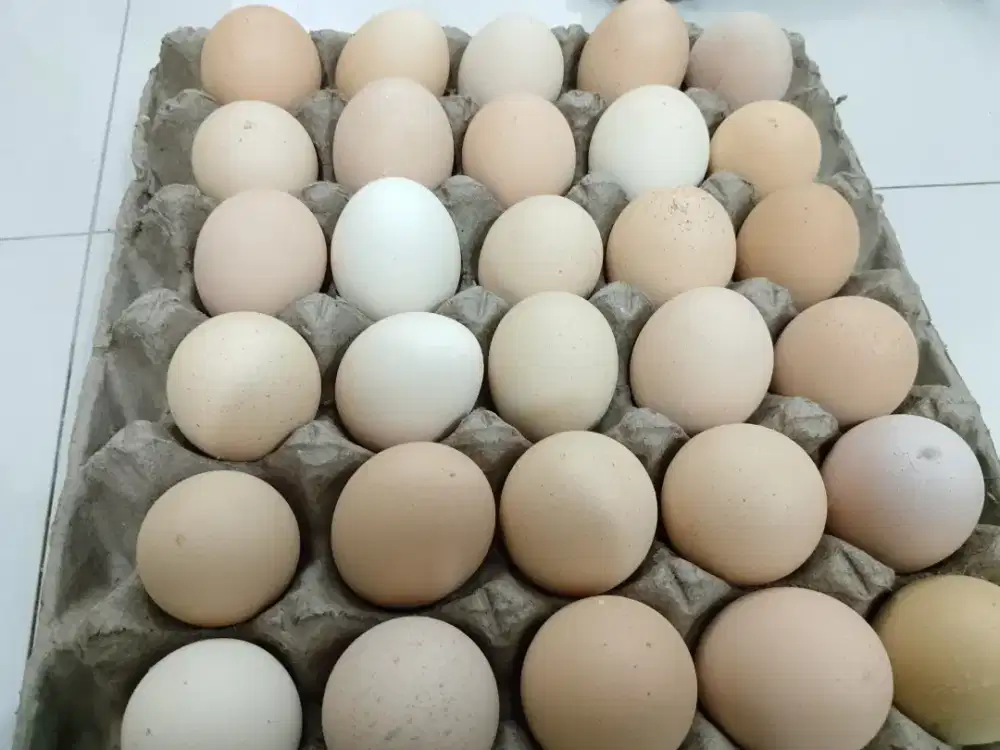 Telur hasil peternakan sndiri 1 kg Rp 25.000