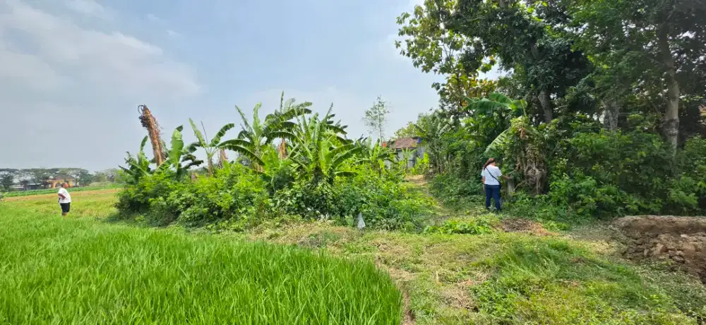 Dijual Tanah Pekarangan Prambatan Lor Kaliwungu Kudus