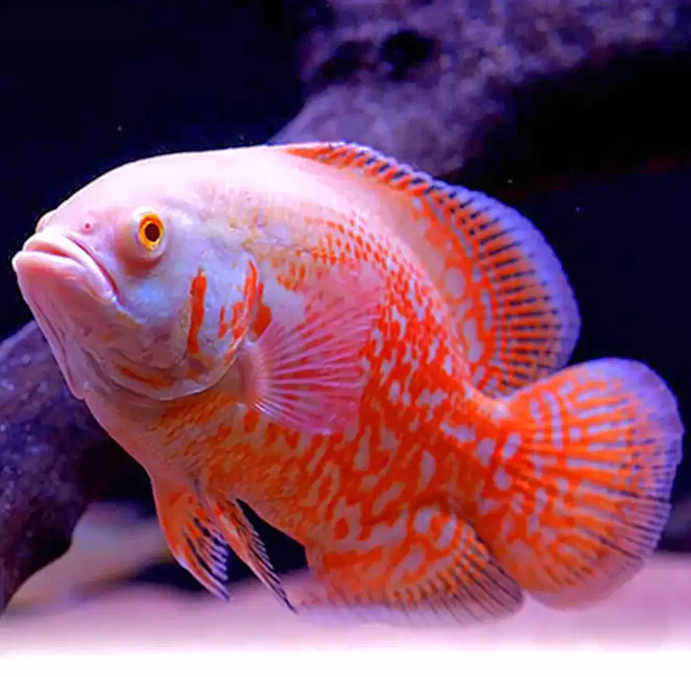 Ikan oscar tiger albino indukan thailand