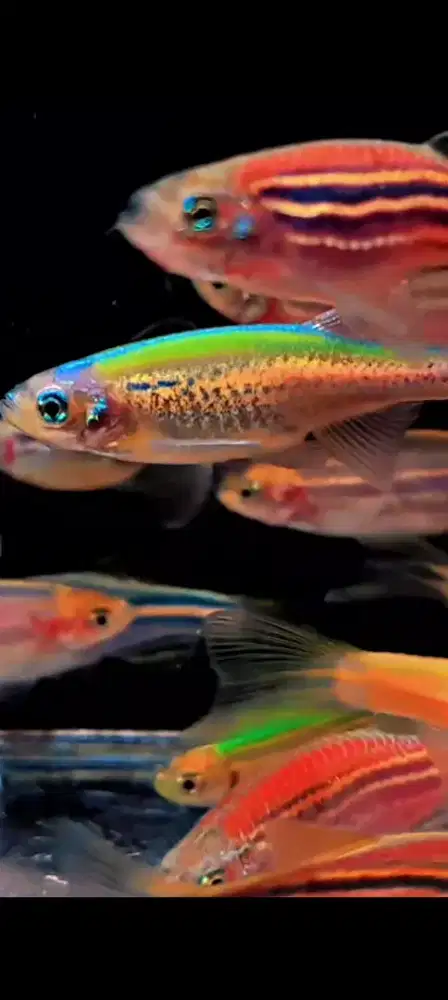 Ikan Danio warna warni