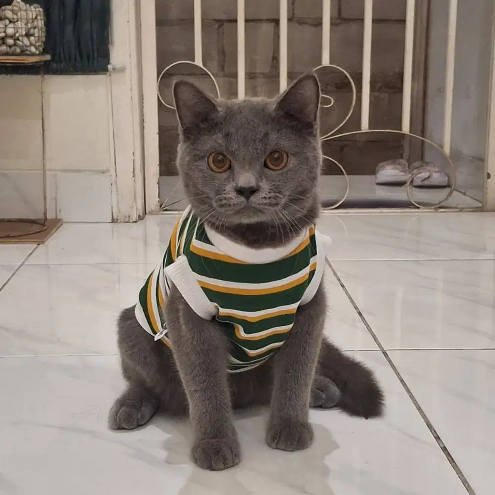 Kucing British Short Hair
