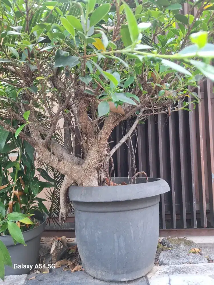 Tanaman Bonsai Beringin