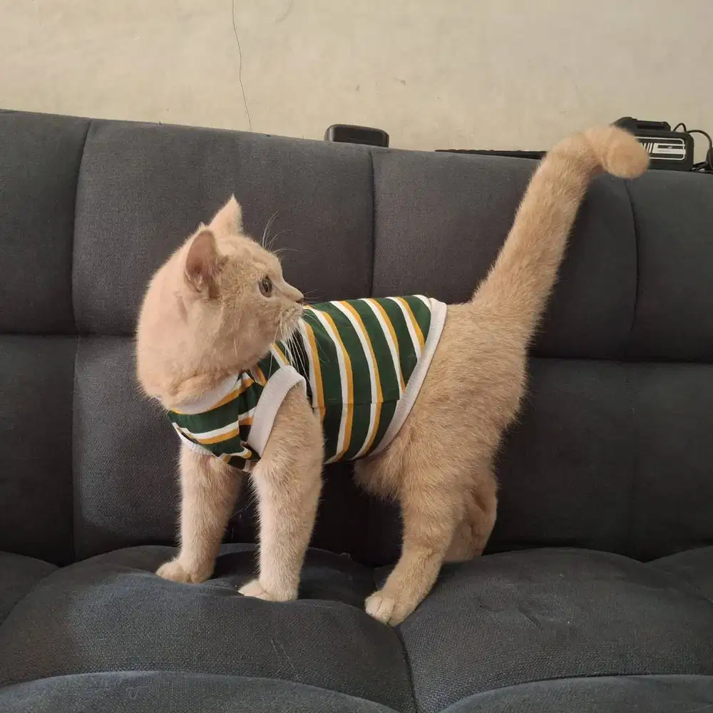 Kucing British Short Hair