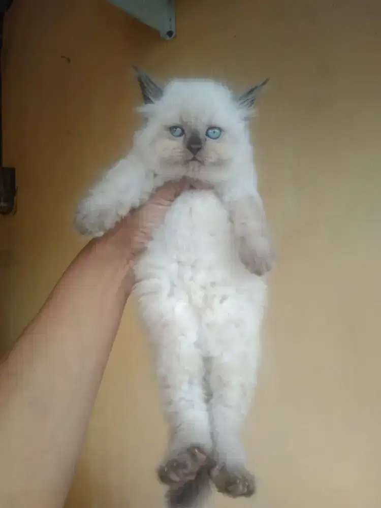 Himalaya betina usia 2,5 bulan sudah mandiri