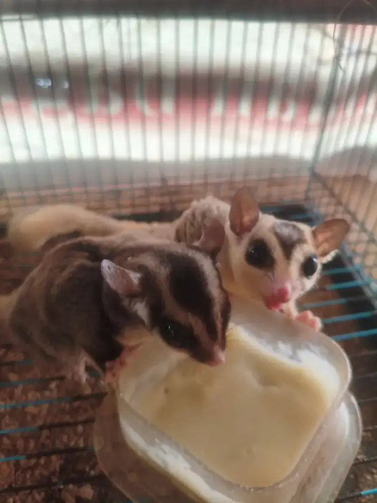 Sugar glider 2 pasang