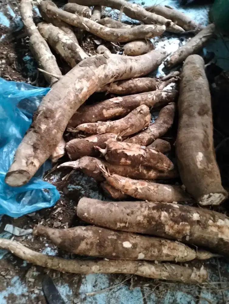 Jual ubi/singkong roti