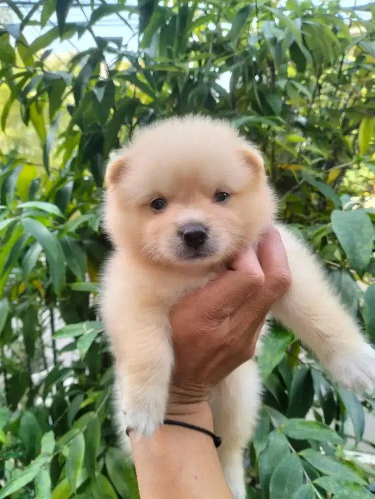 Puppy Pom Jantan