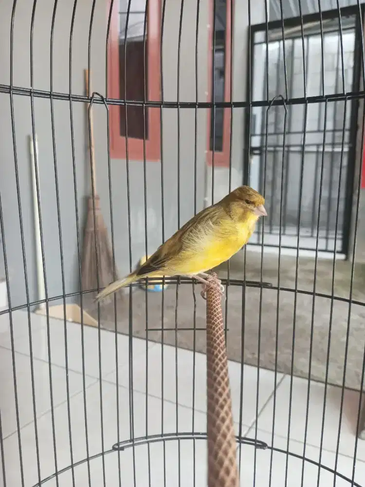 Burung Kenari Gacor