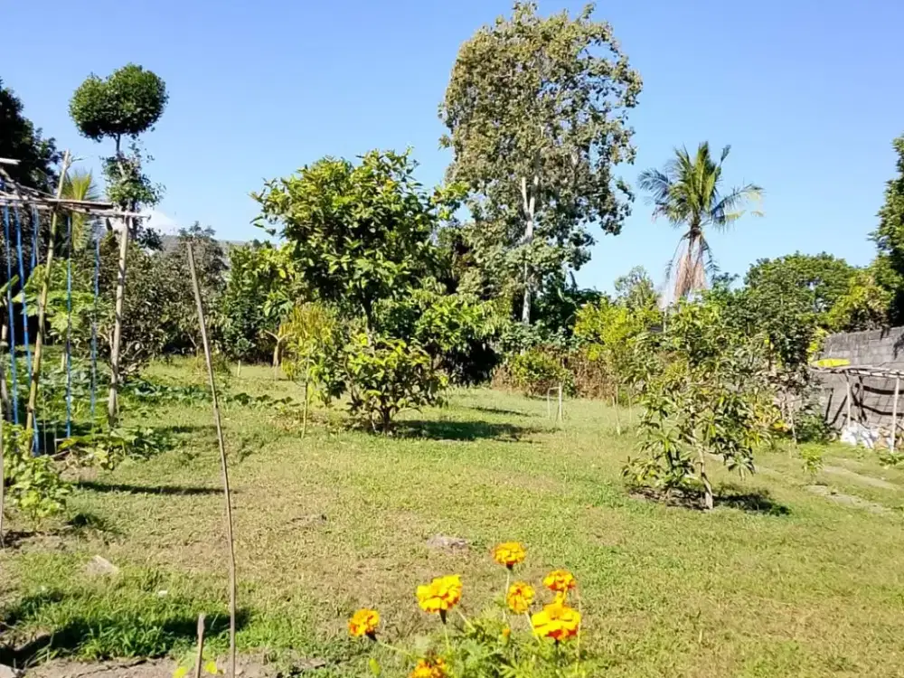 BU Di Jual Tanah Pekarangan Di Pusat Wlingi Kabupaten Blitar