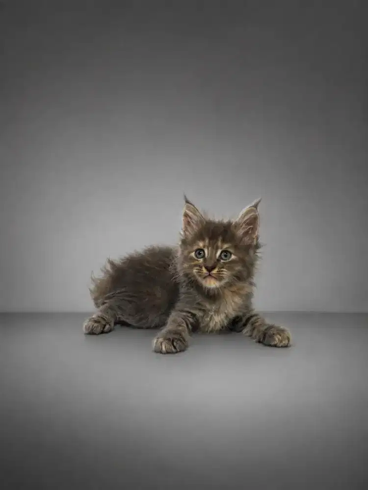 Kucing maine coon / kitten mainecoon / mc / mco / pedigree / pedd