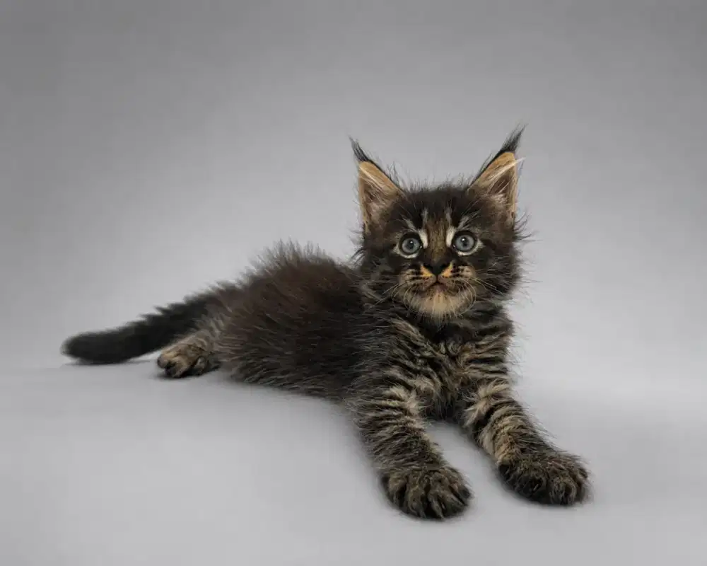 Kucing maine coon / kitten mainecoon / mc / mco / pedigree / pedd