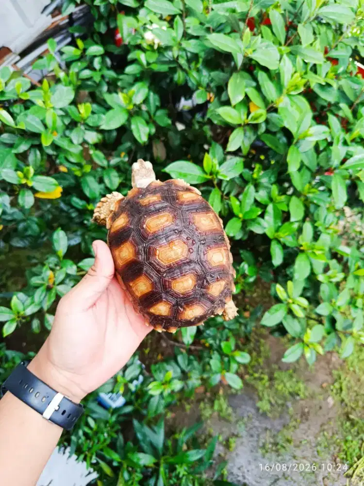 Kura sulcata 13 14 cm super dome