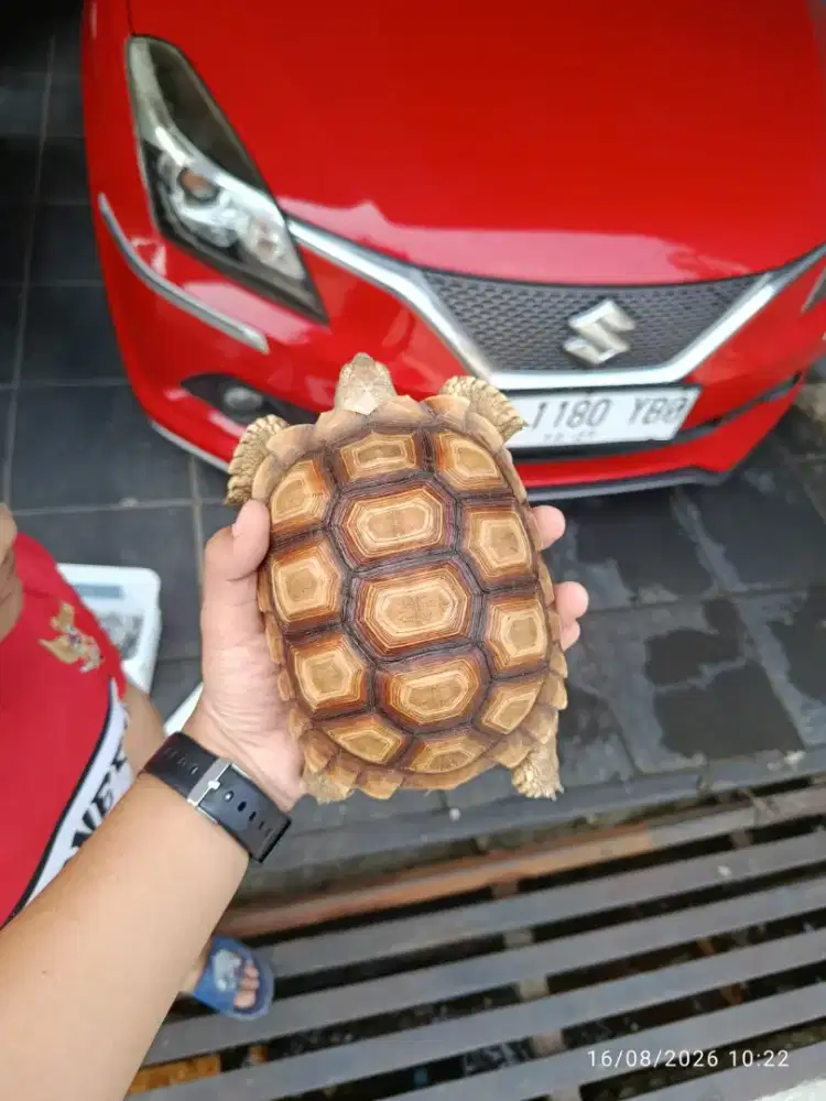 Kura kura sulcata super cerah 15 16 cm