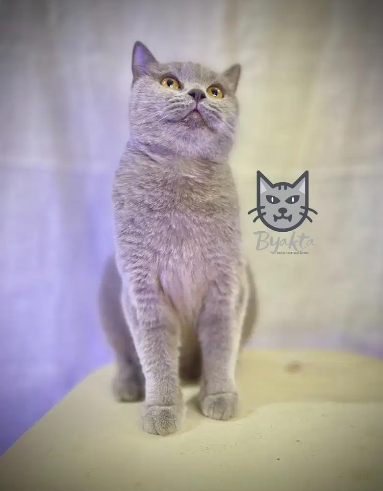 Kucing British Shorthair (BSH/BRI) Betina