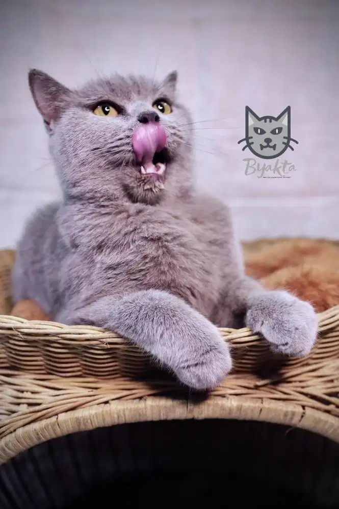 Kucing British Shorthair (BSH/BRI) Betina