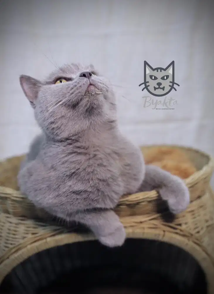 Kucing British Shorthair Betina Blue