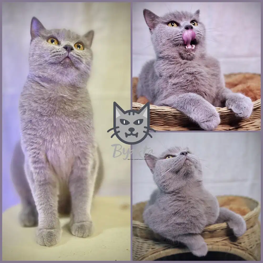 Kucing BSH (British Shorthair) Betina Blue