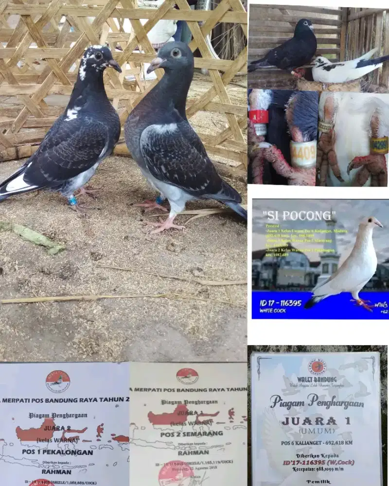 Anak merpati pos trah juara satu jarak jauh