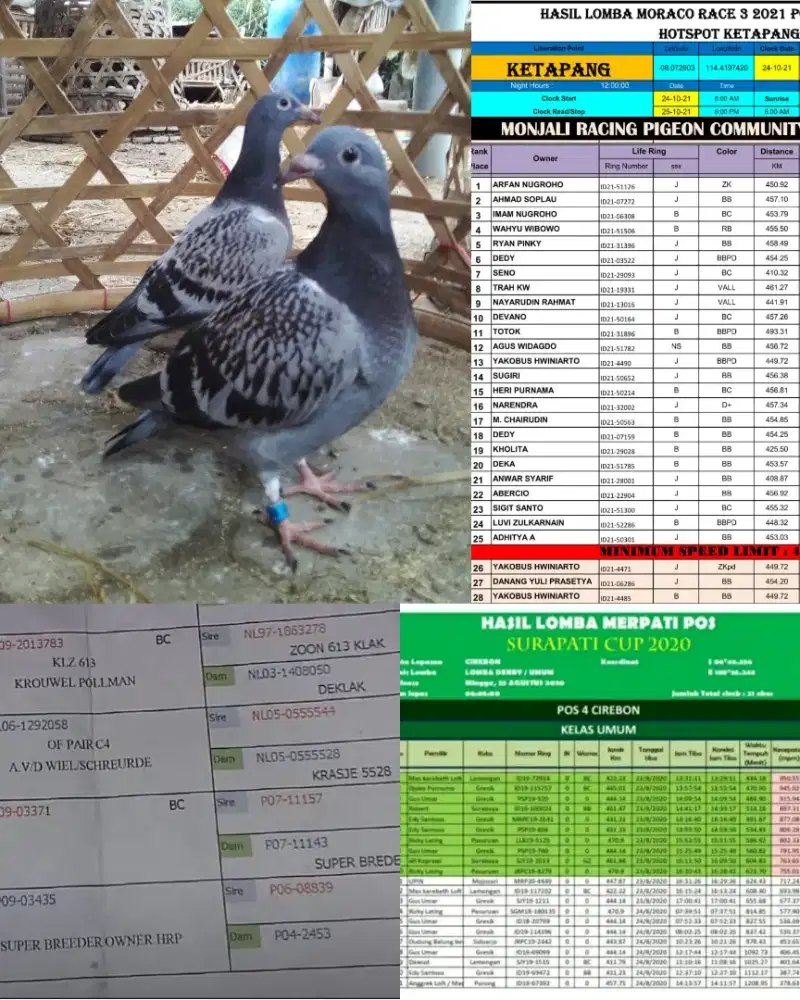 Sepasang anak merpati pos cucu juara