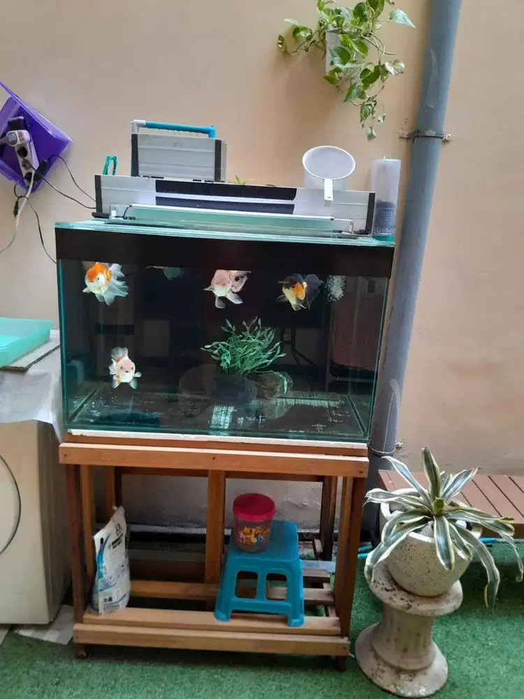 AQUARIUM + 4 IKAN KOKI
