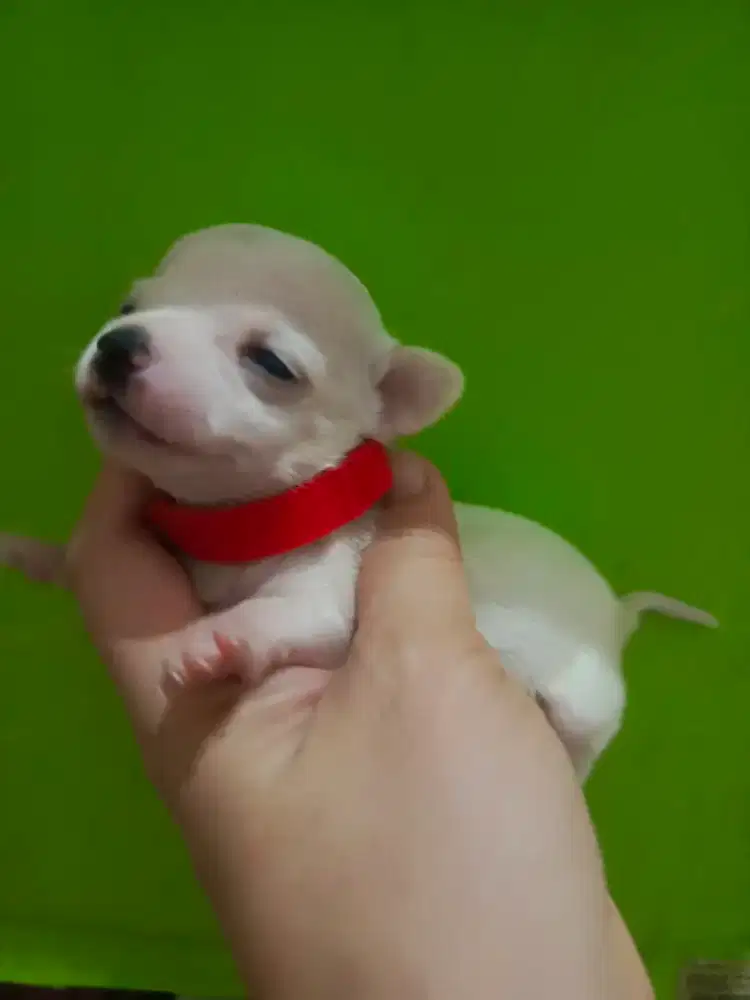 Anakan Chihuahua mini putih