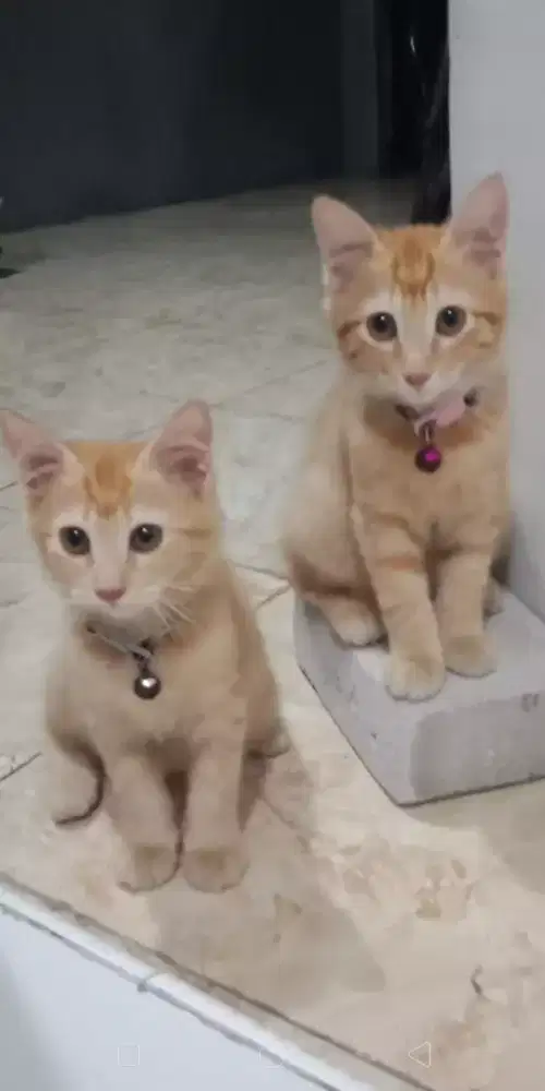 Binatang kucing