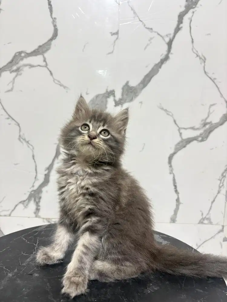 Mainecoon abu tabby