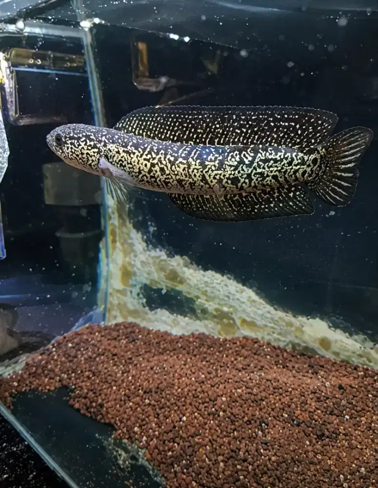Channa Asiatica Ws Super Spot Galaxy
