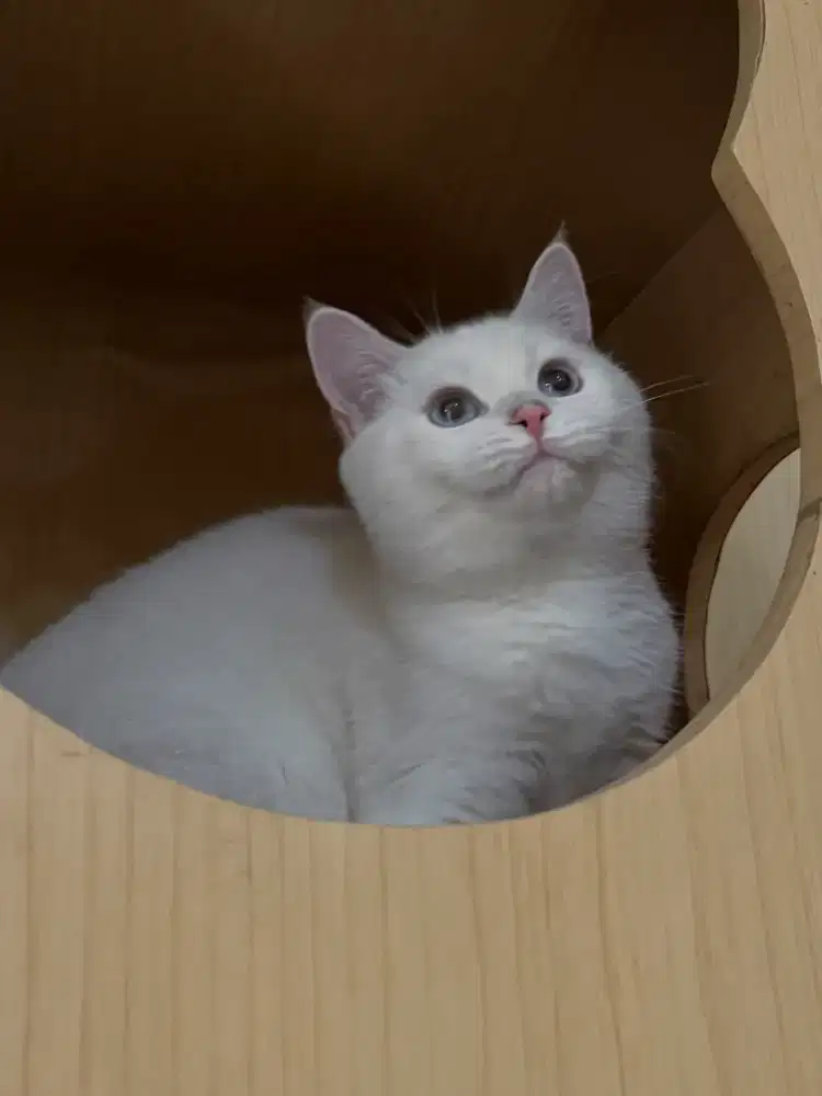 BSH Silver Jantan