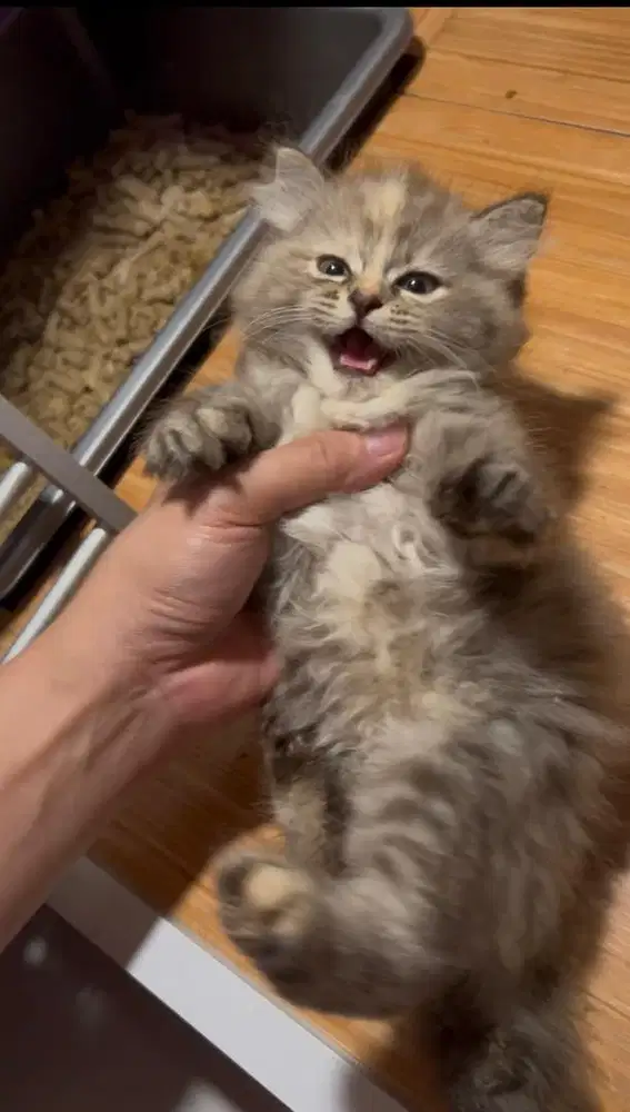 Kucing ras persia x ragdoll