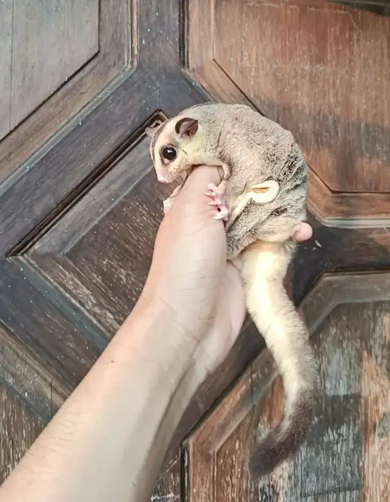 Sugar glider White face gen obes