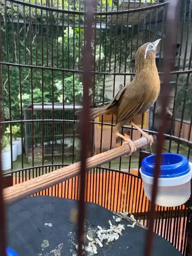 Di jual burung wambie jantan gacor
