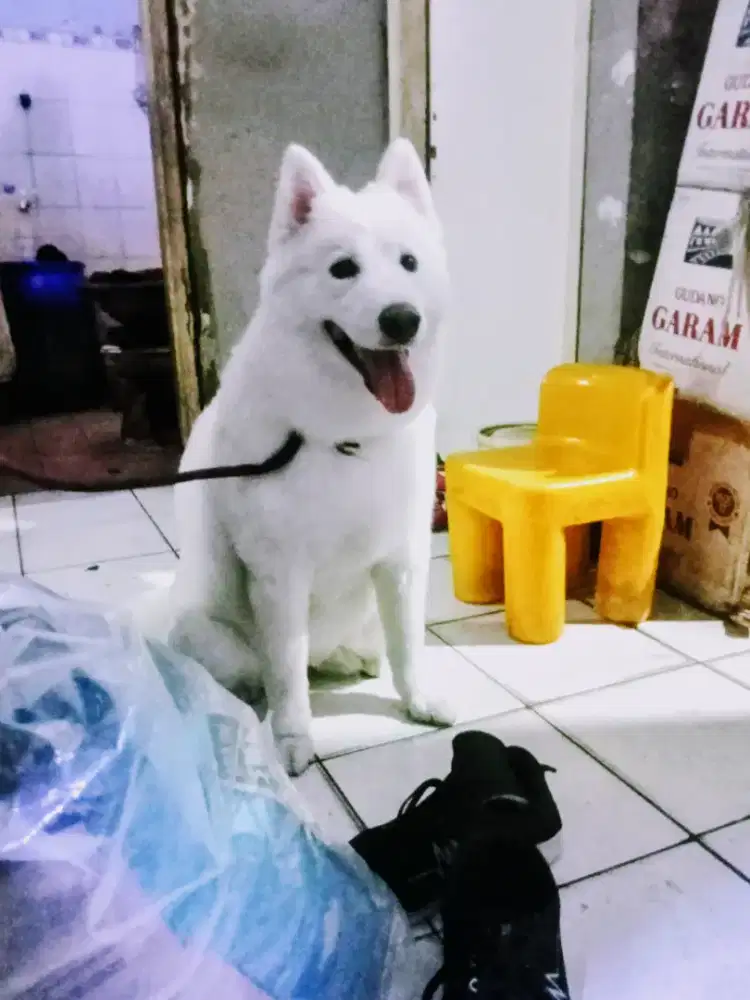 Samoyed stamboom perkin. Vaksin lengkap .DOB :14 july-2025.