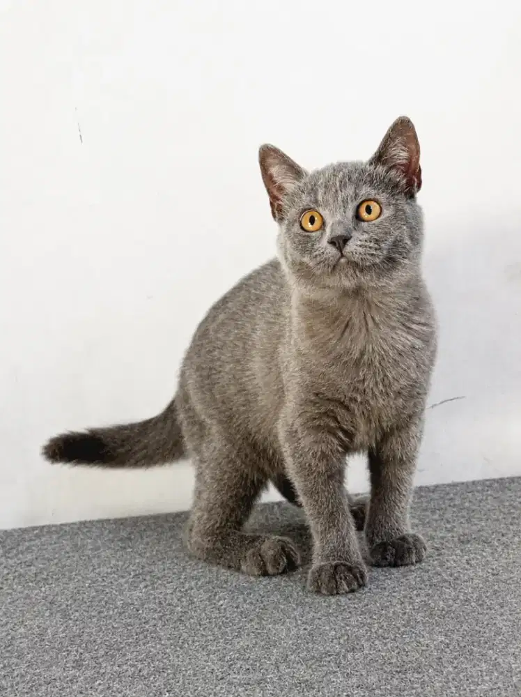 Kitten British Shorthair mixbreed
