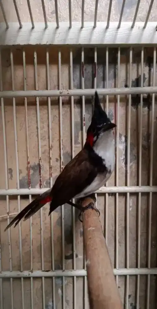 merbah jambul/kutilang malaysia