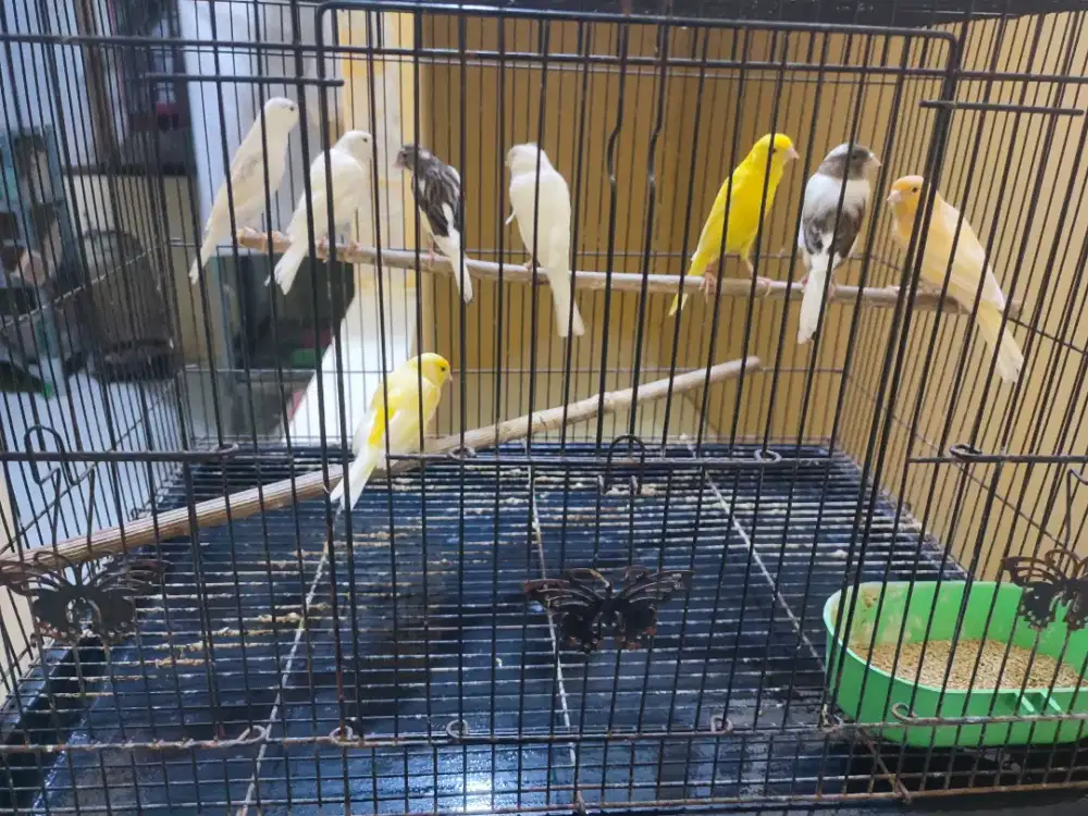Kenari betina siap ternak