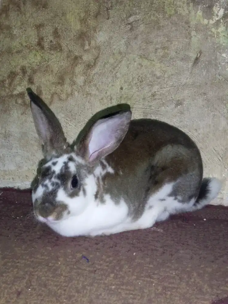 KELINCI HIAS REX