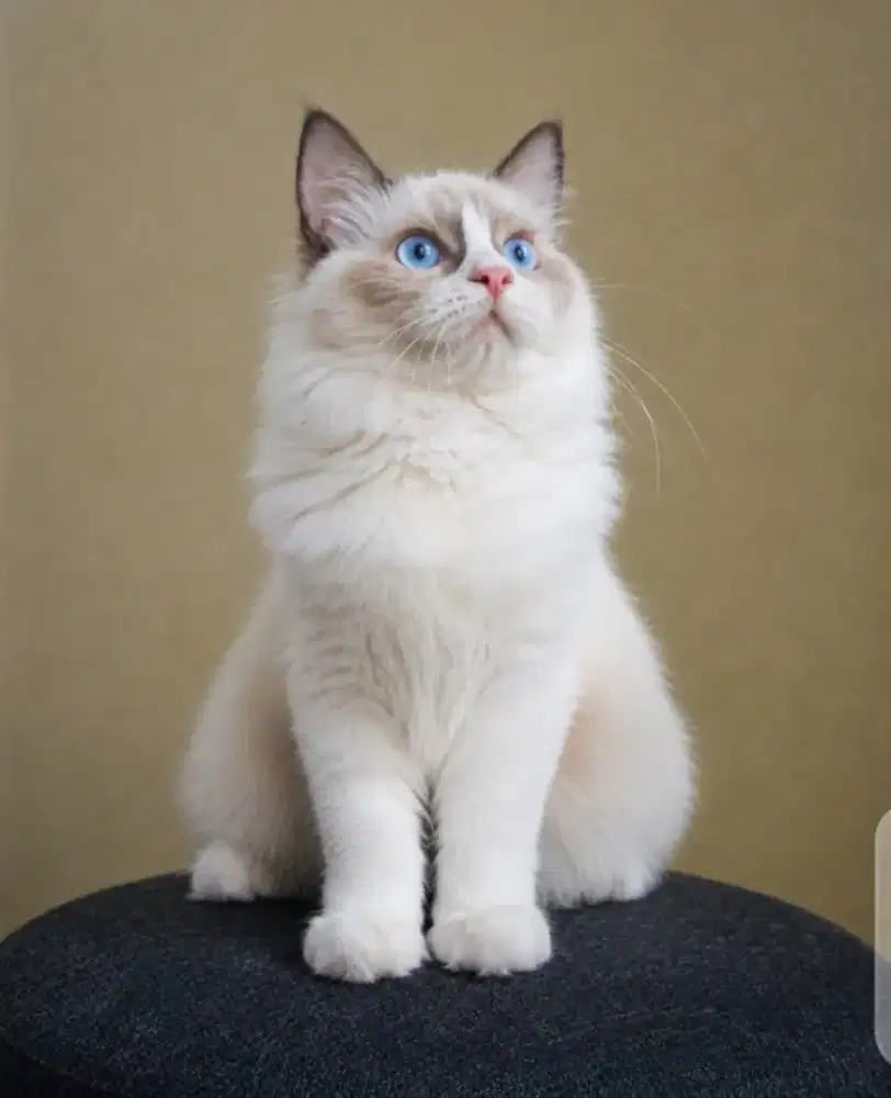 Ragdoll pure non pedigree