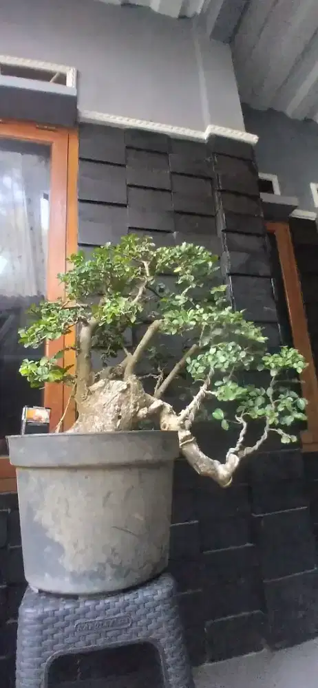 Bonsai serut n wacang