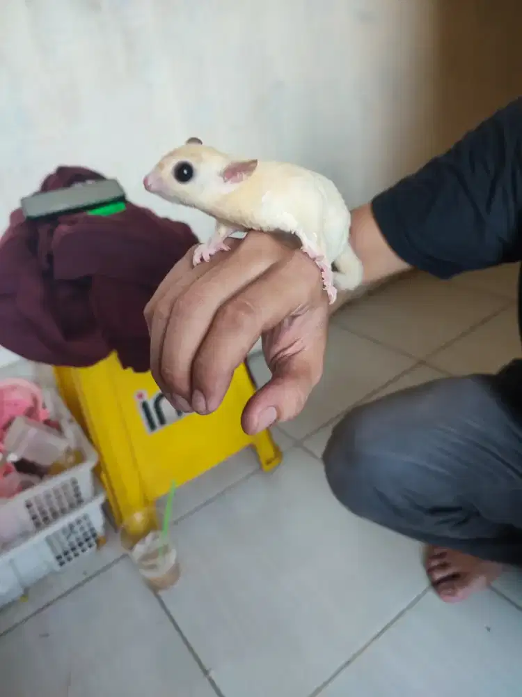 Sugar glider leucistic jantan