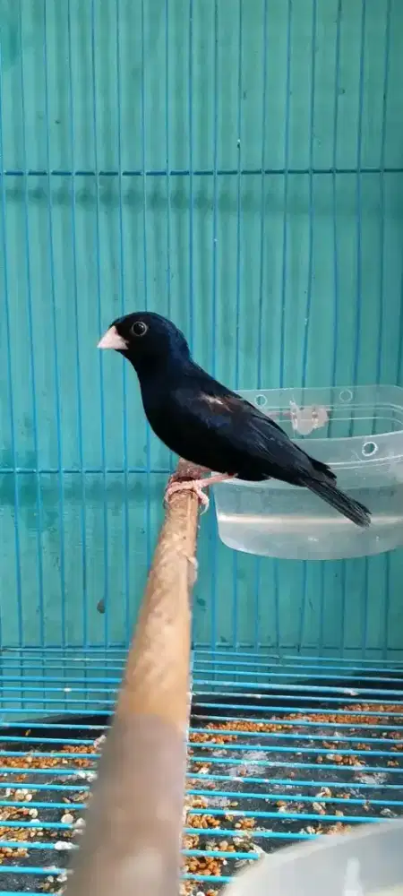 Burung village indigo gacor buat masteran cocok