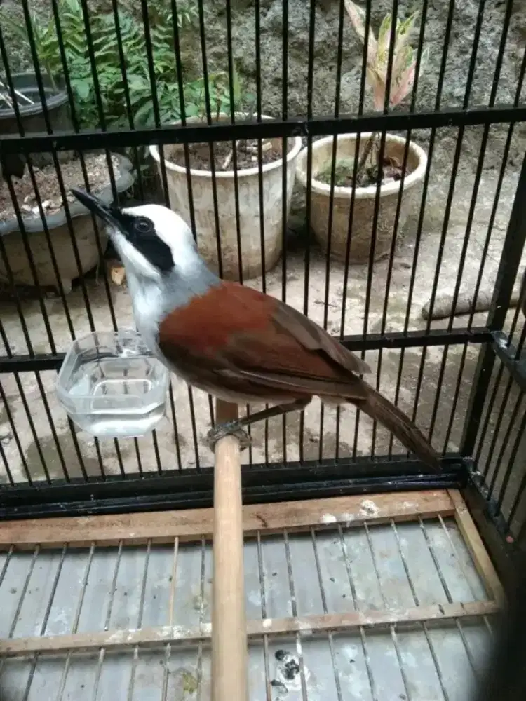 Poksay thailand jantan mulus