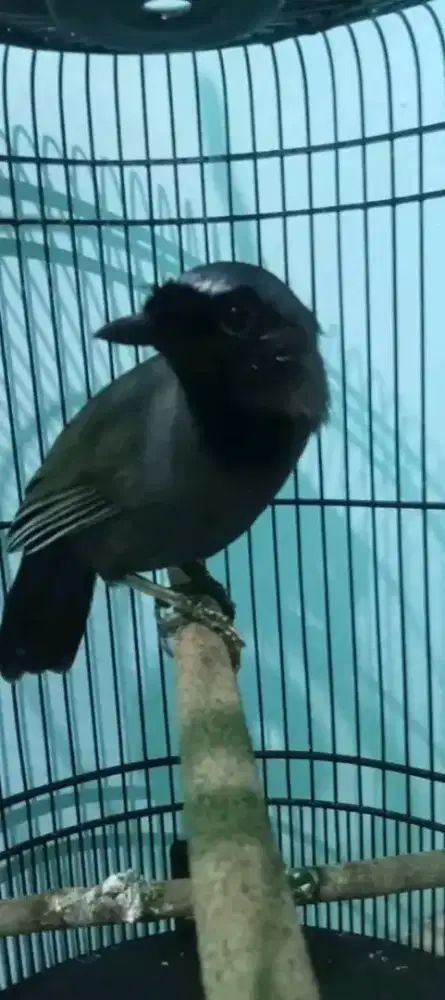 Poksay hongkong pipi hitam jantan mulus